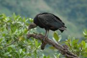 Black Vulture. Costa Rica.