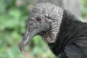 Black Vulture. Everglades Nat. Park. Florida. USA.
