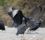 Black Vultures. Costa Rica.