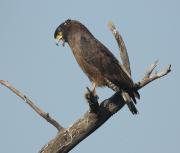Crested Sepent Eagle. Keoladeo Nat. Park. Bharatpur. India.