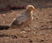 Egyptian Vulture. Fatepur Sikri. India.