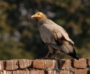 Egyptian Vulture. Fatepur Sikri. India.