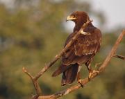 Greater spotted Eagle. Keoladeo Nat. Park. Bharatpur. India.