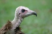Hooded Vulture. The Gambia.