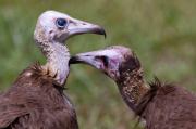 Hooded Vultures. The Gambia.