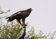 Juv. Imperial Eagle. Keoladeo Nat Park. Bharatpur India.