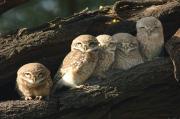 5 Spotted Owlets catch the first rays of sun in Keoladeo National Park in Rajahstan, India.