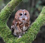 Tawny Owl. Cornwall UK.