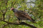 Turkey Vulture. Costa Rica.