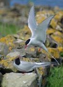 Arctic Terns courtship feeding. Farne Islands, Northumberland UK.