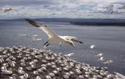 Gannet at their colony on Bass Rock in the entrance to the Firth of Forth. Scotland.