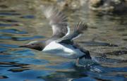 Guillemot taking to the air. Farne Islands. Northumberland UK.