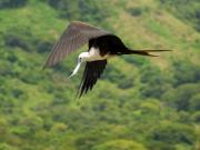 Magnificent Frigatebird (female). Costa Rica.