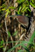 Green Heron. Everglades NP. Florida. USA.