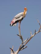 Painted Stork.  Keoladeo NP, Bharatpur India.