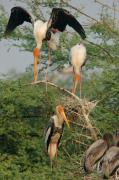 Painted Stork colony.  Keoladeo NP, Bharatpur India.