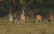 Sarus Cranes and Spotted deer. Keoladeo NP, Bharatpur India.