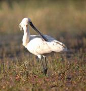 European Spoonbill. The Gambia. West Africa.