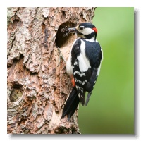 Great spotted Woodpeckers_ANL_3477-1
