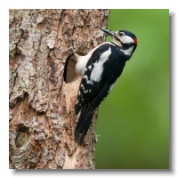 Great spotted Woodpeckers_ANL_3507