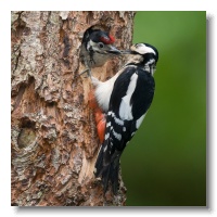 Great spotted Woodpeckers_ANL_3525-1