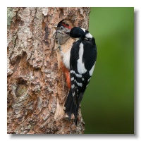 Great spotted Woodpeckers_ANL_3527