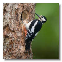 Great spotted Woodpeckers_ANL_3531-1
