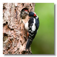 Great spotted Woodpeckers_ANL_3593