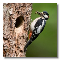 Great spotted Woodpeckers_ANL_3611