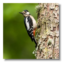 Great spotted Woodpeckers_ANL_3665