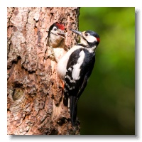 Great spotted Woodpeckers_ANL_3848