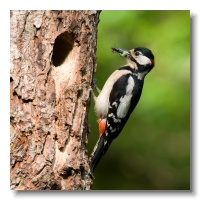 Great spotted Woodpeckers_ANL_3858