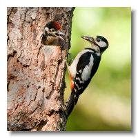 Great spotted Woodpeckers_ANL_3906