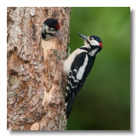 Great spotted Woodpeckers_ANL_3936
