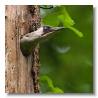 Green Woodpeckers_ANL_3376