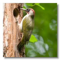 Green Woodpeckers_ANL_3402