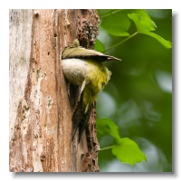 Green Woodpeckers_ANL_3413