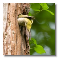 Green Woodpeckers_ANL_3414