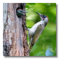 Green Woodpeckers_ANL_3967