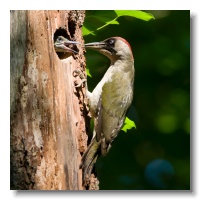 Green Woodpeckers_ANL_4019