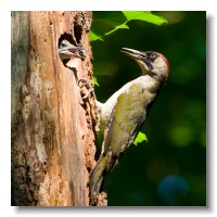 Green Woodpeckers_ANL_4020