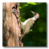 Green Woodpeckers_ANL_4027