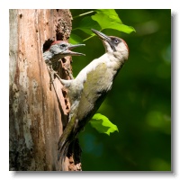 Green Woodpeckers_ANL_4055