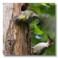 Green Woodpeckers_ANL_4459