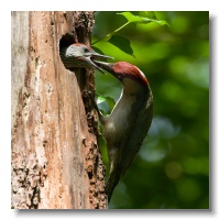 Green Woodpeckers_ANL_4481