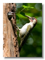 Green Woodpeckers_ANL_4491