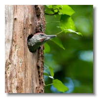 Green Woodpeckers_ANL_4511