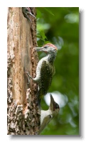 Green Woodpeckers_ANL_4525