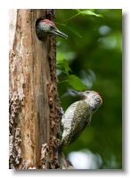 Green Woodpeckers_ANL_4527
