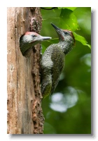 Green Woodpeckers_ANL_4537